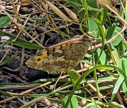 Yellow Wall Butterfly