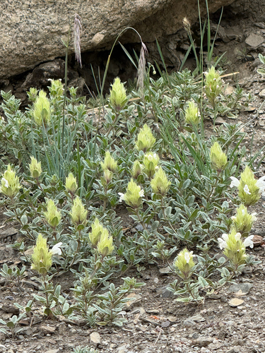 Dracocephalum heterophyllum