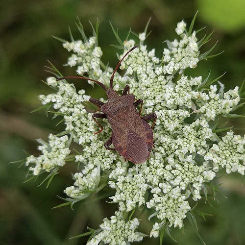 Dock Bug