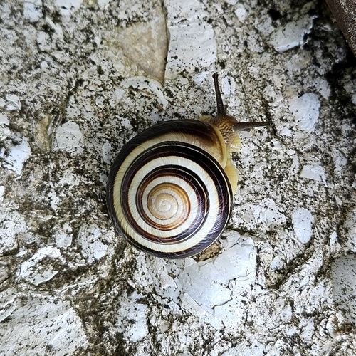 Vineyard Snail