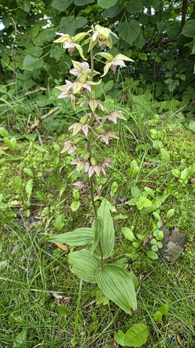 Broad-leaved helleborine