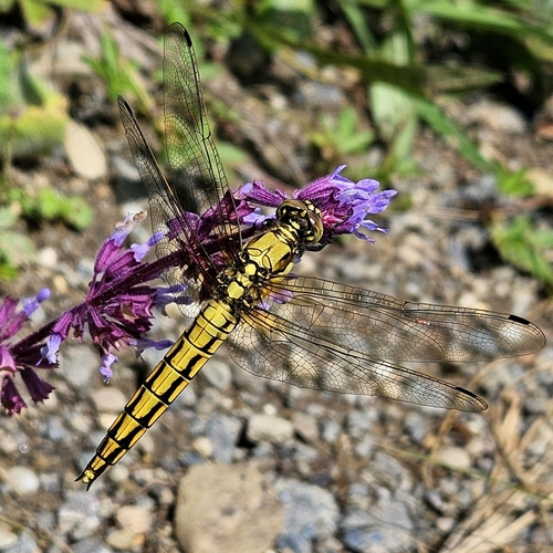 Black-tailed Skimmer