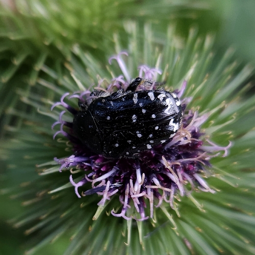 Mediterranean Spotted Chafer