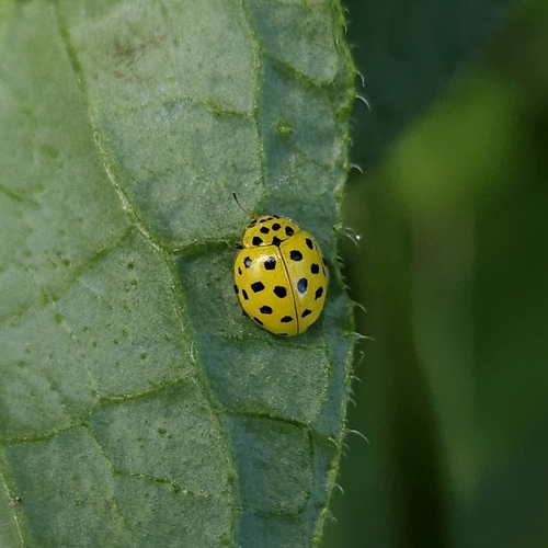22-spot Ladybird