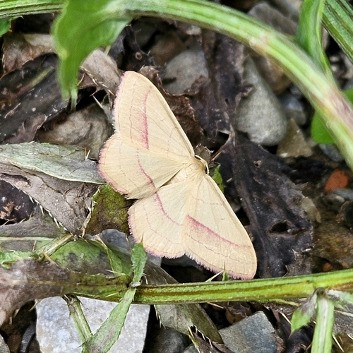 common pink-barred