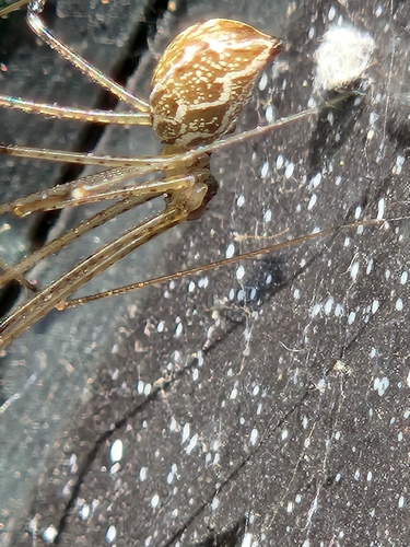 Marbled Cellar Spider