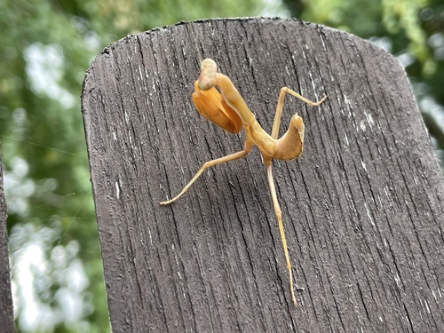 Transcaucasian Giant Mantis