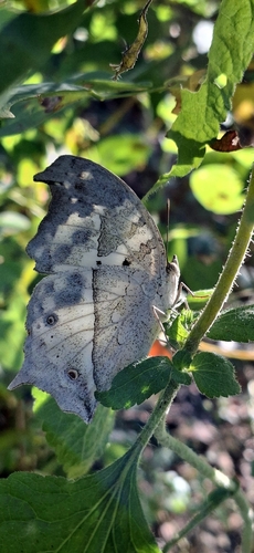 Eastern Clouded Mother-of-Pearl