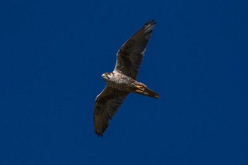 Saker Falcon