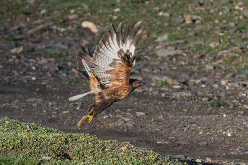 Upland Buzzard