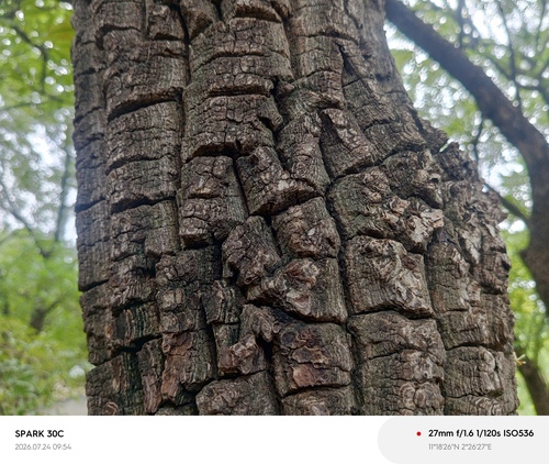 Shea Tree