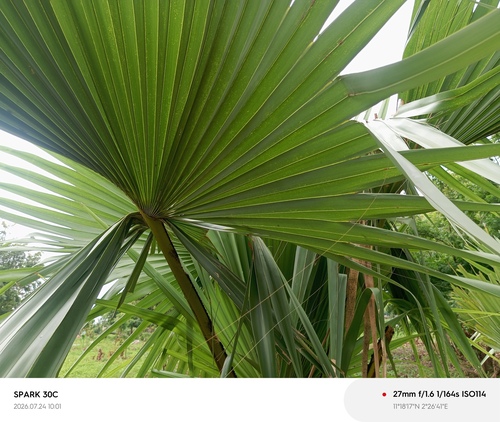 borassus palm