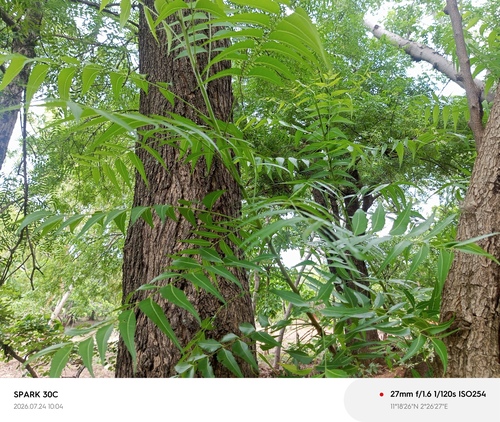Neem