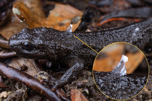 Cao Bang Crocodile Newt
