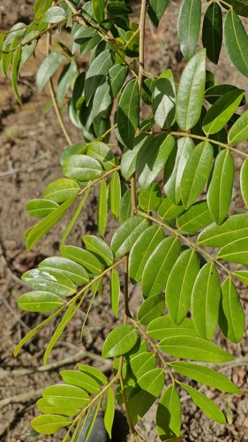 Langsdorf's Copaifera