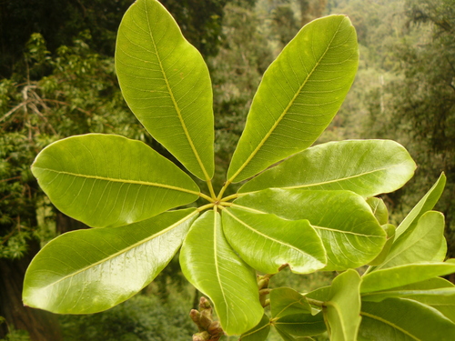 Schefflera volkensii