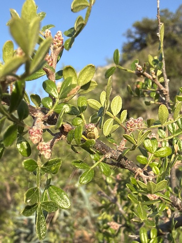 little leaf sumac