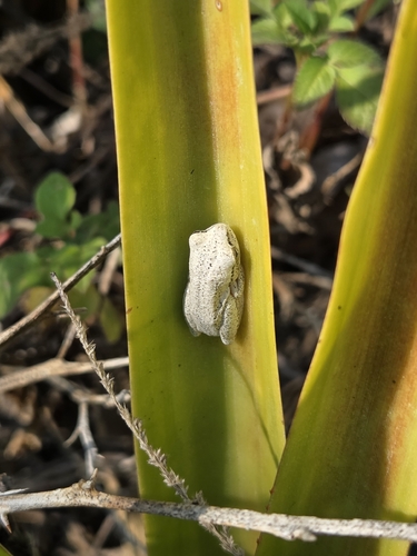 Painted Reed Frog