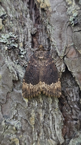 Amphipyra perflua