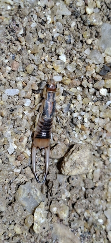 Shore Earwig