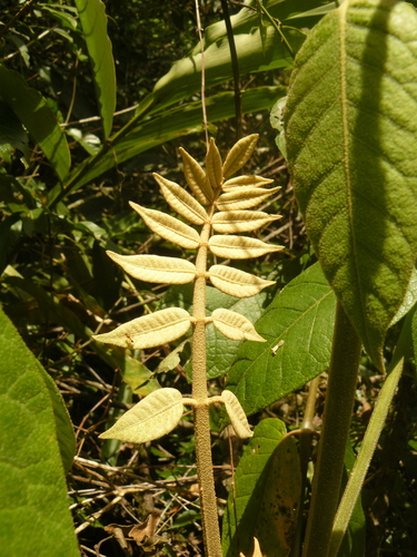 Polyscias fulva