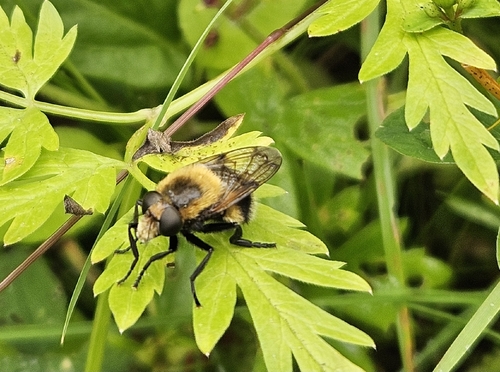 White-tailed Bumblebee Hoverfly