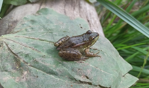 Marsh Frog