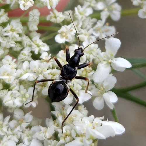 Ant Damselbug