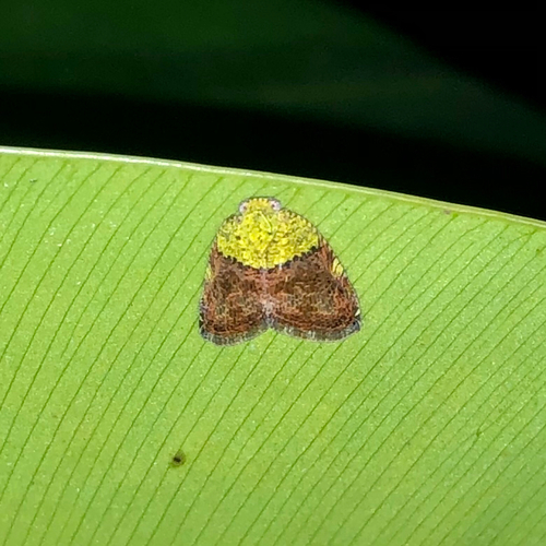 Ricanula pulverosa