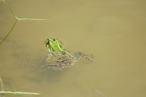 Marsh Frog