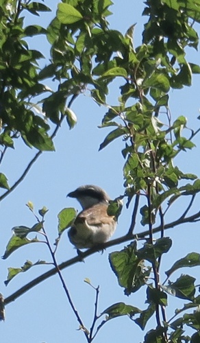 Red-backed Shrike
