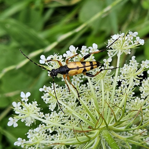 Spotted Longhorn Beetle