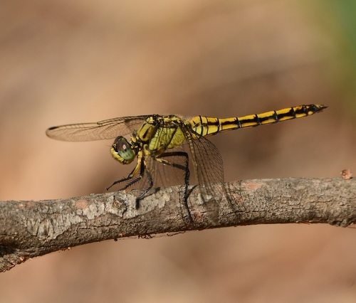 Black-tailed Skimmer