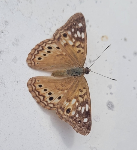 Hackberry Emperor