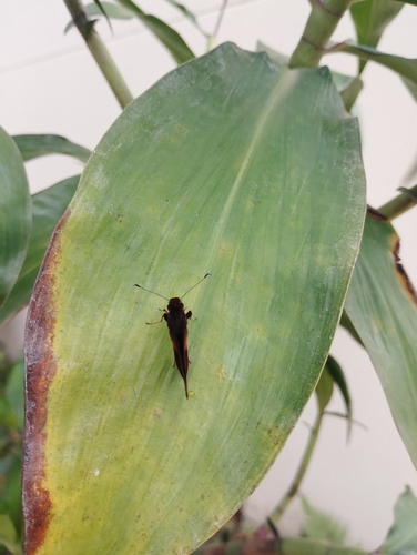 Mnasinous cinnamomea