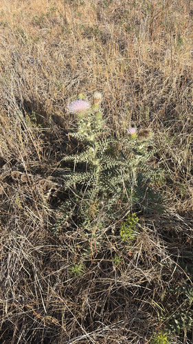 yellowspine thistle