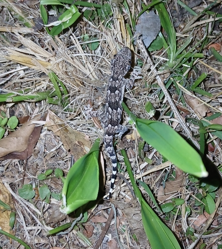 Bark Gecko