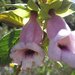 Paliavana tenuiflora - Photo (c) Geraldo Ramos, todos los derechos reservados, subido por Geraldo Ramos