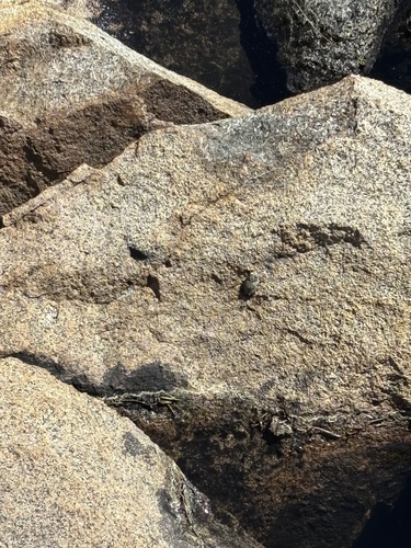 iNaturalist observation photo of Frogs and Toads