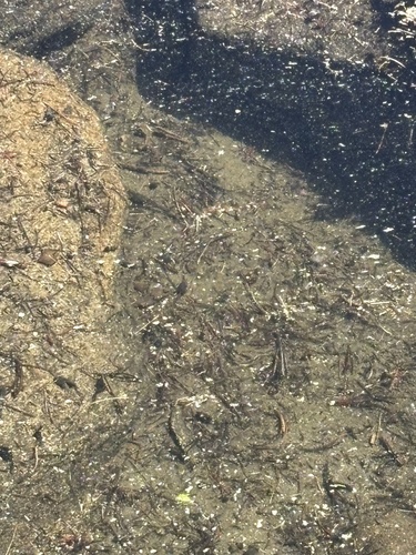 iNaturalist observation photo of Frogs and Toads