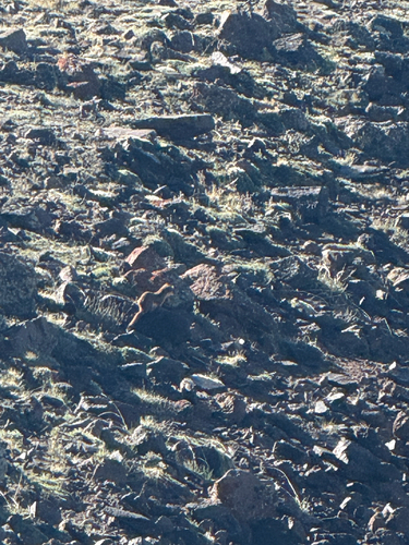 Southwest American Stoat