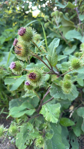 greater burdock