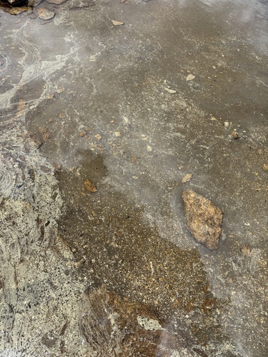 iNaturalist observation photo of Sierra Nevada Yellow-legged Frog