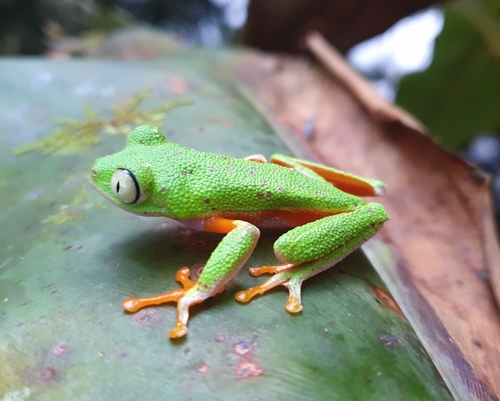 Agalychnis hulli (Duellman & Mendelson, 1995)
