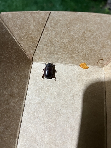 Carrot Beetle