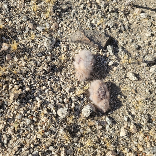 iNaturalist observation photo of Lesser Nighthawk
