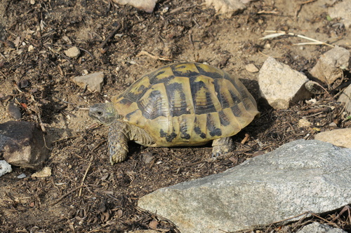 Greek Tortoise