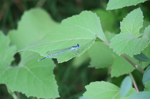 Blue Featherleg