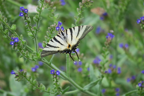 Scarce Swallowtail
