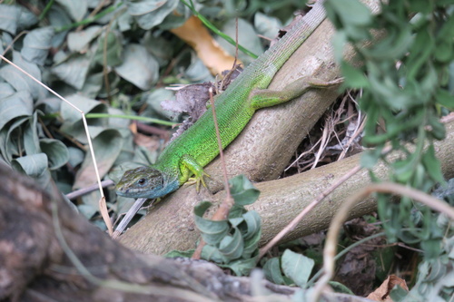 Green Lizard
